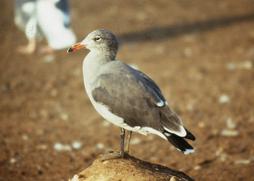 Heermann's Gull - ML220207341