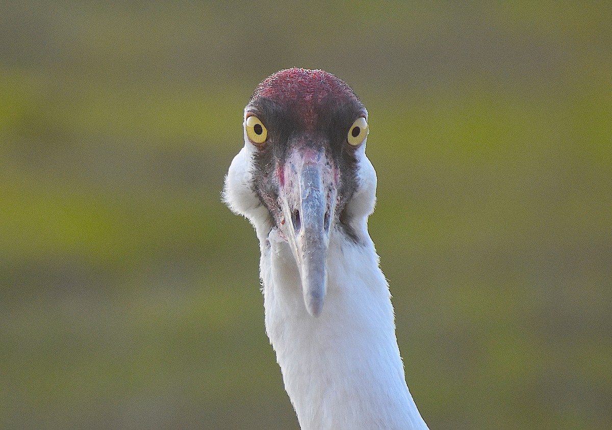 Whooping Crane - Scott Kinsey