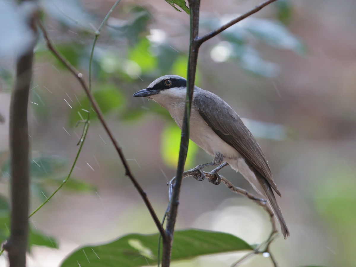 Large Woodshrike - ML220210351