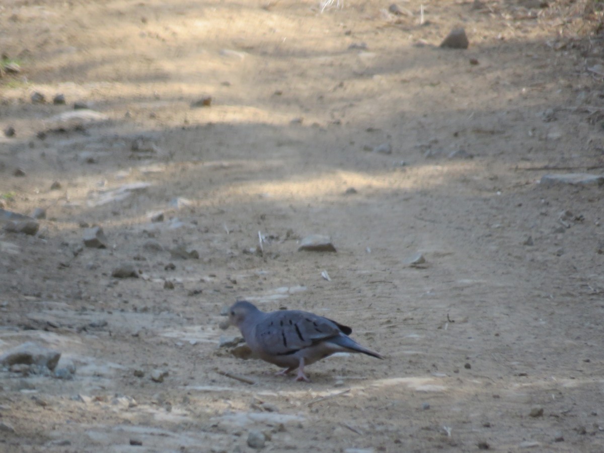 Ecuadorian Ground Dove - ML220210741