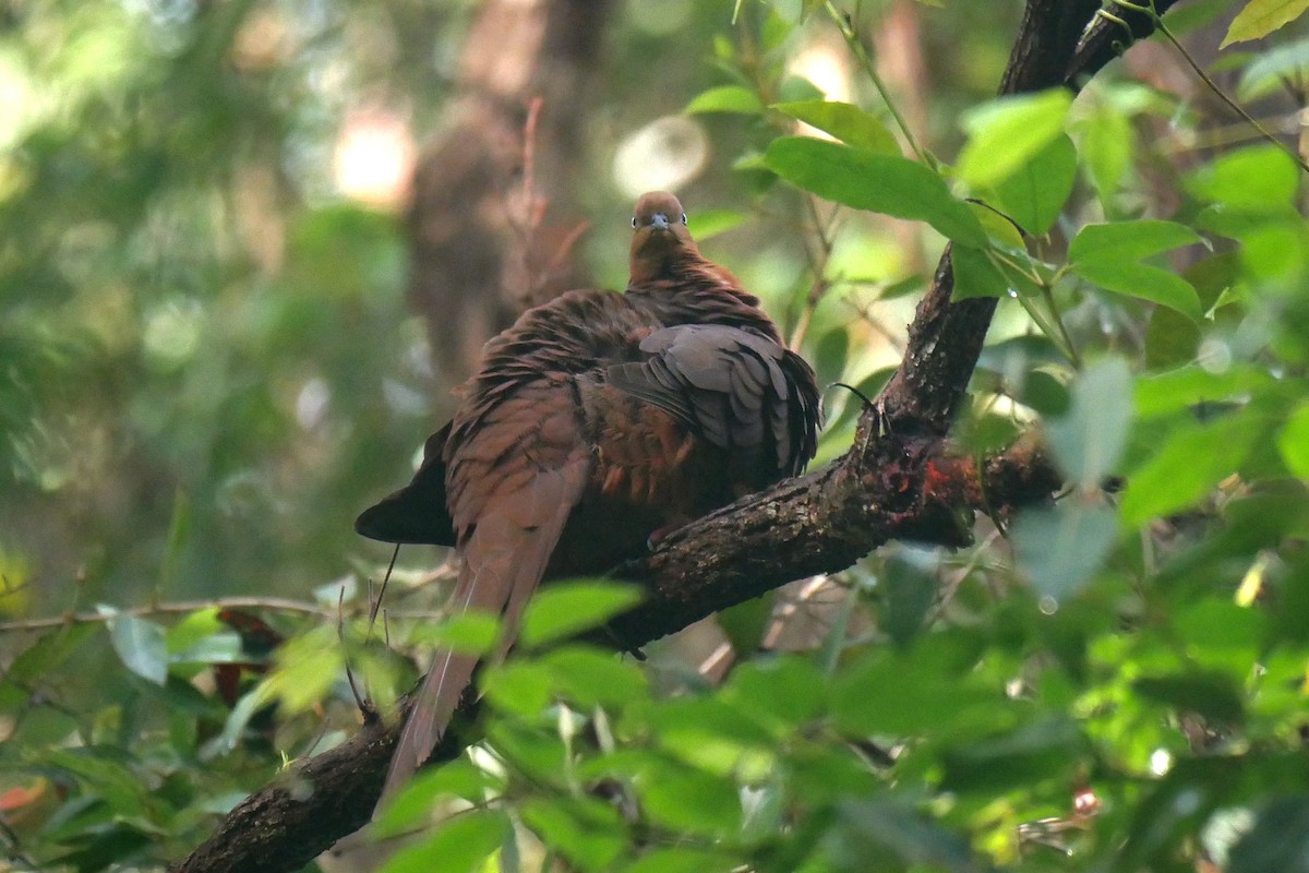 Brown Cuckoo-Dove - ML220211421