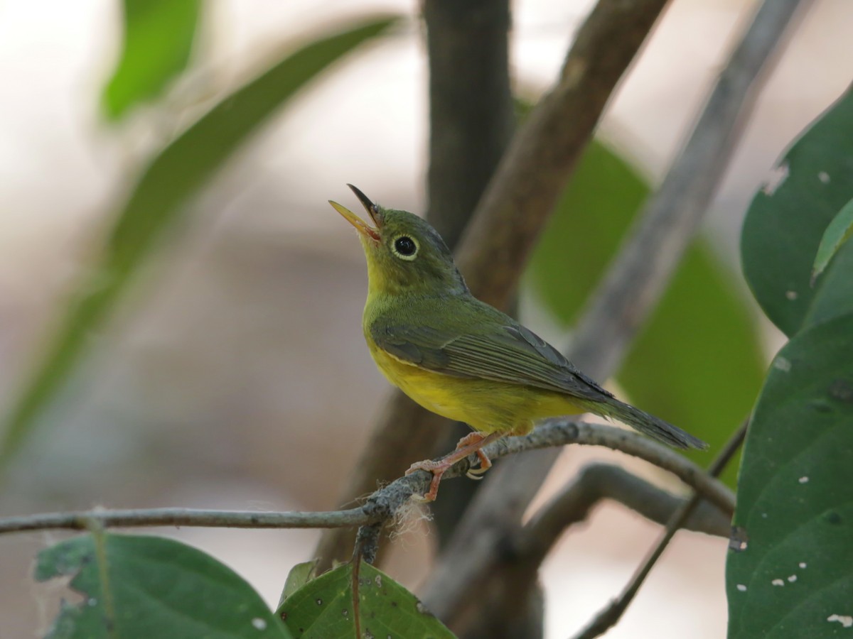 Alström's Warbler - ML220211531