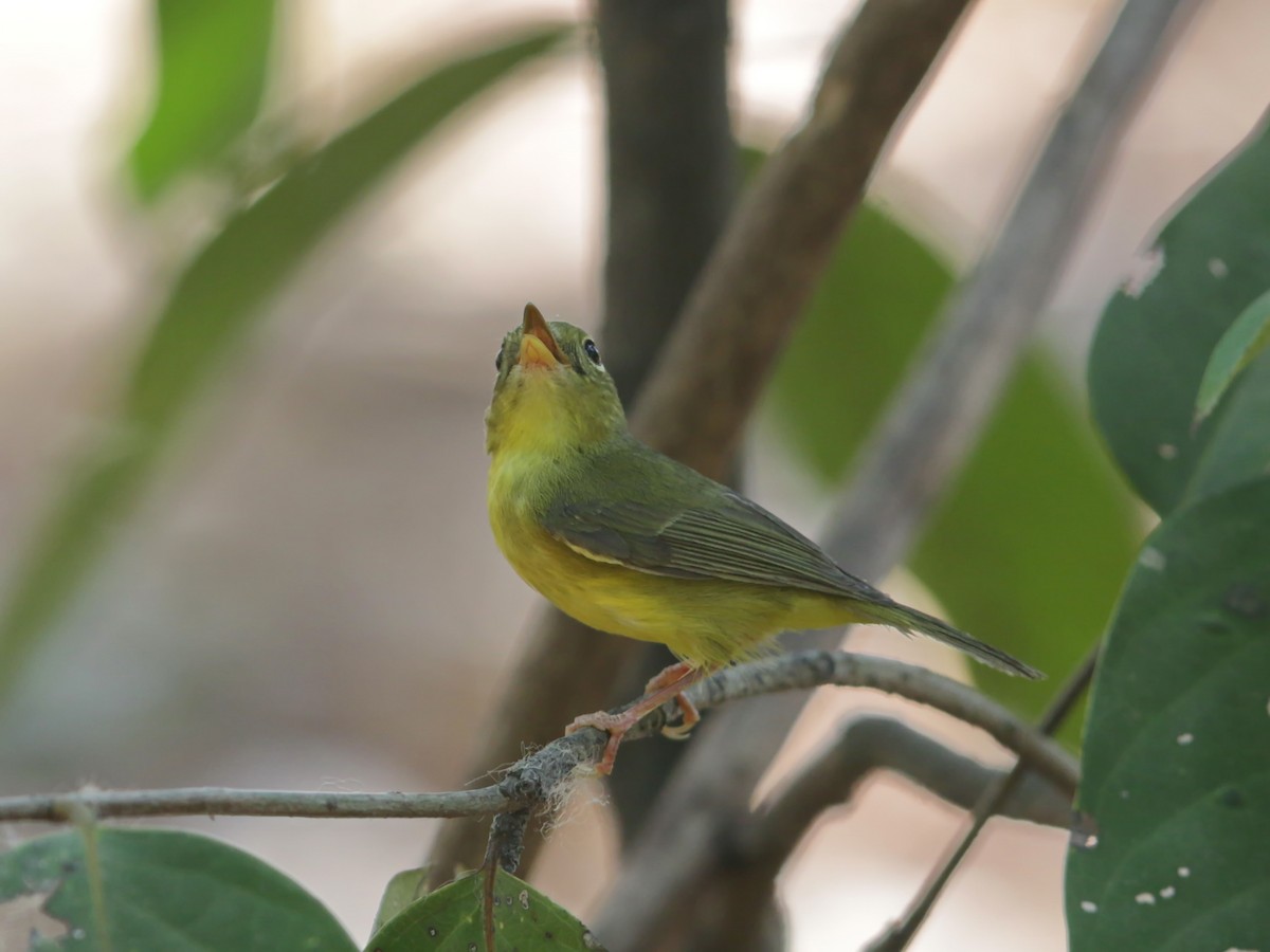 Alström's Warbler - ML220211541