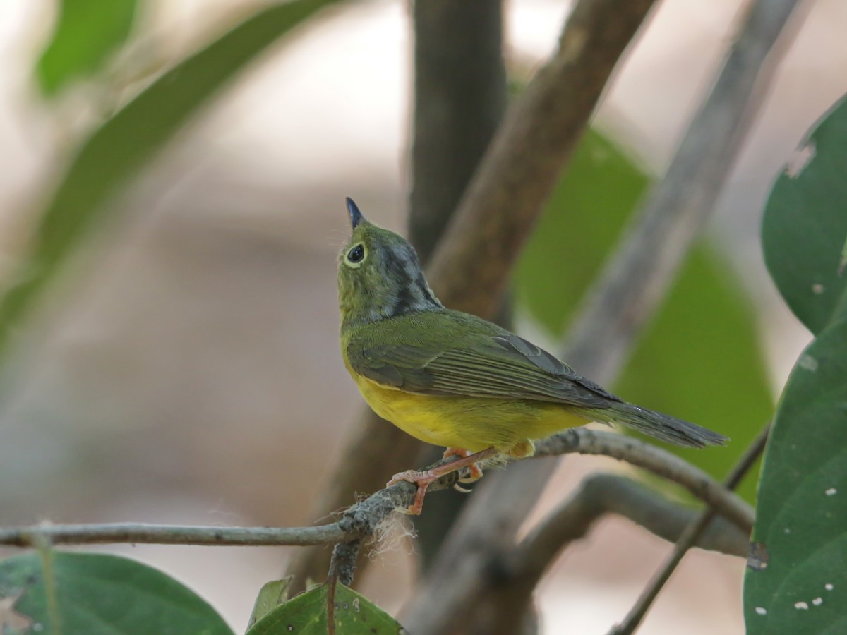 Alström's Warbler - ML220211551