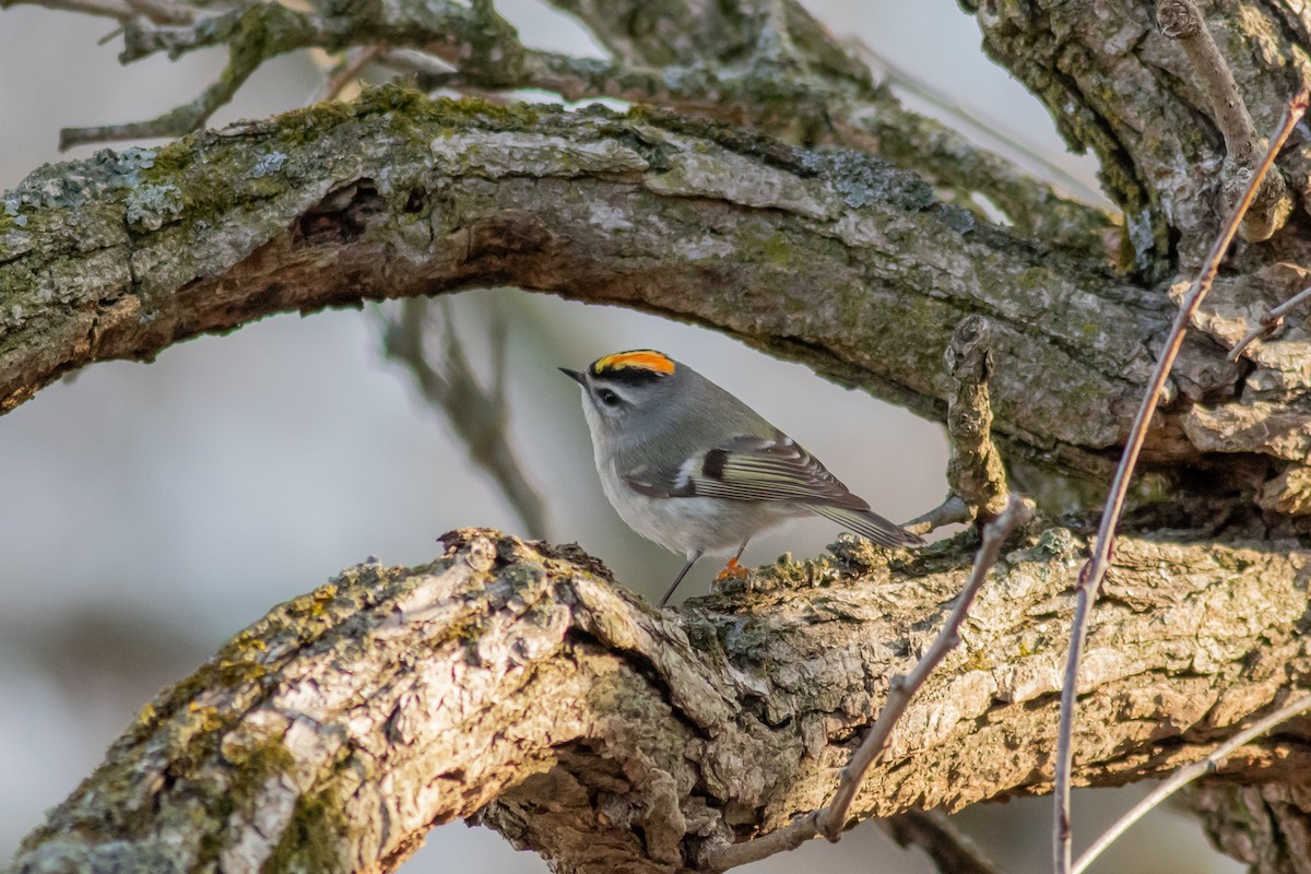 Golden-crowned Kinglet - ML220211751