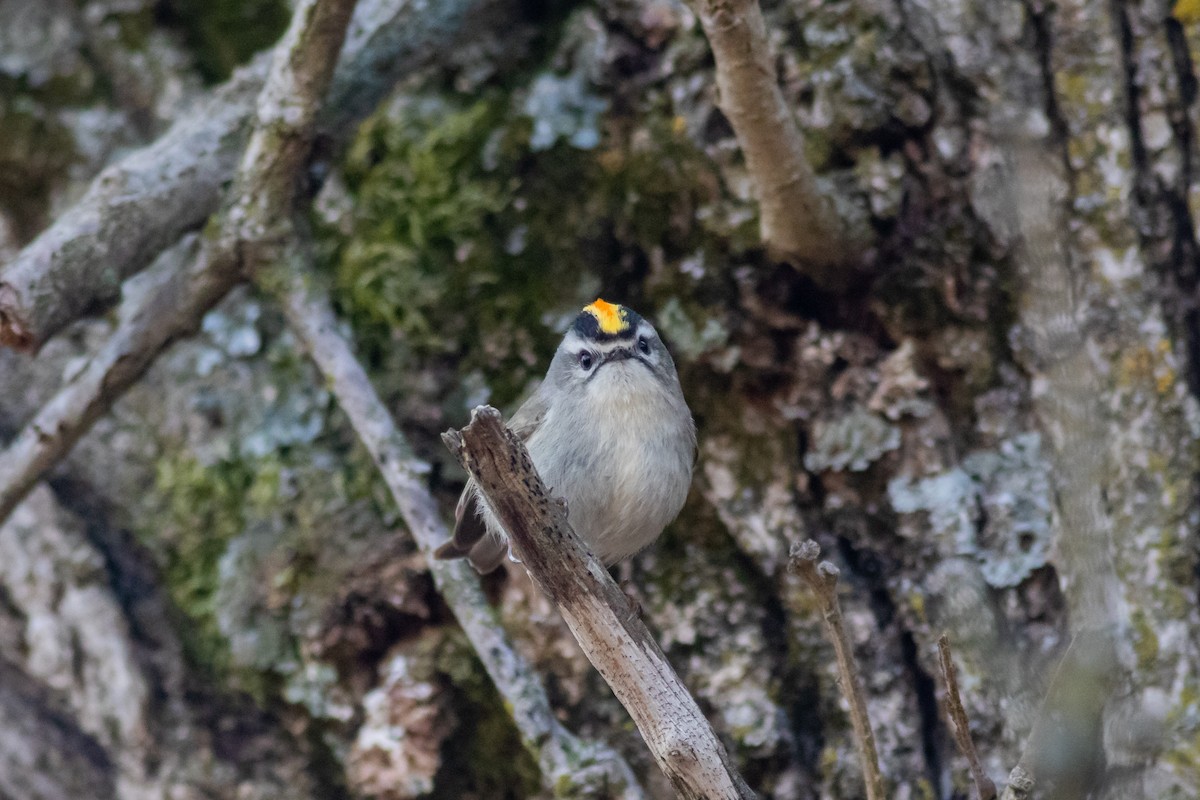 Golden-crowned Kinglet - ML220211761