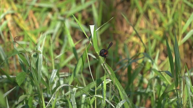 Red-backed Fairywren - ML220211801