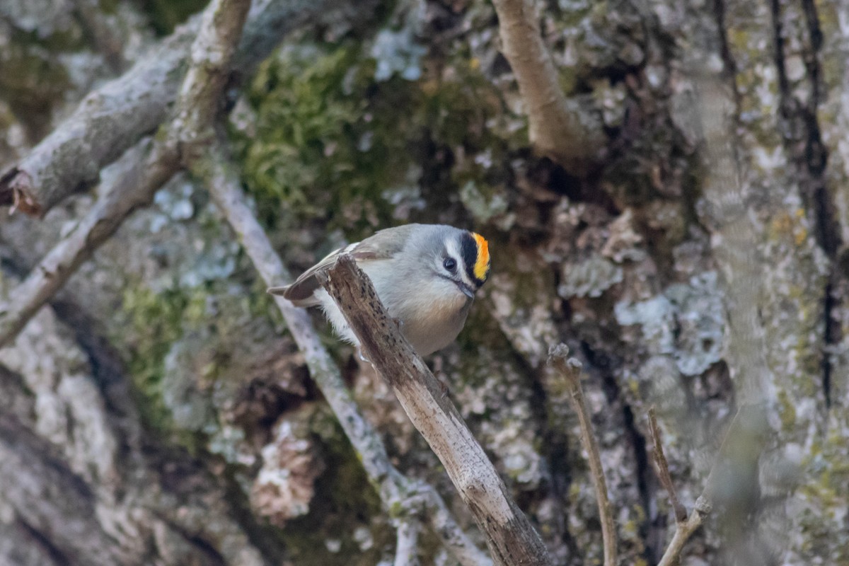 Golden-crowned Kinglet - ML220212131