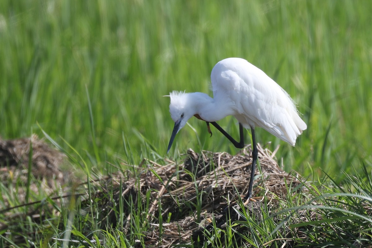 Little Egret - ML220215061