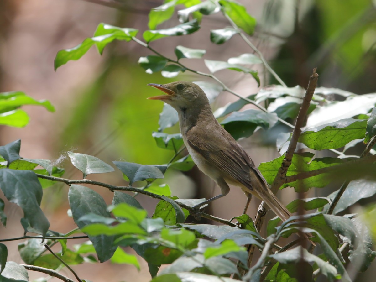 Thick-billed Warbler - ML220215481