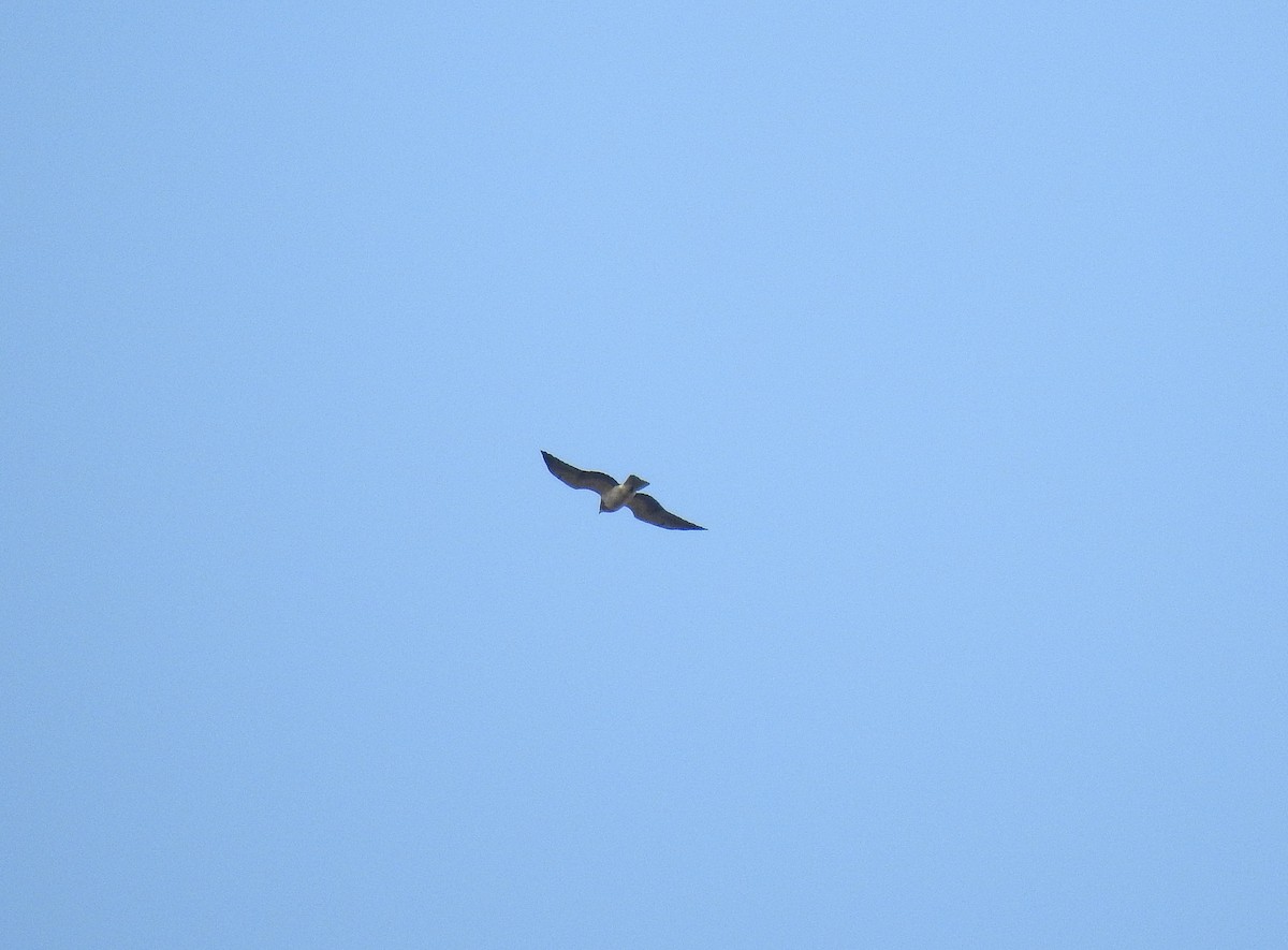 Swainson's Hawk - ML220215951