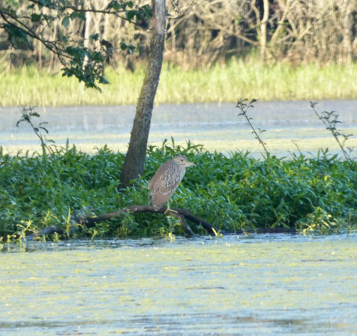 Black-crowned Night Heron - ML220215991