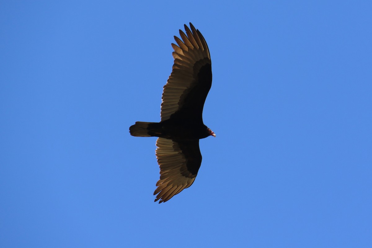 Turkey Vulture - ML220217671