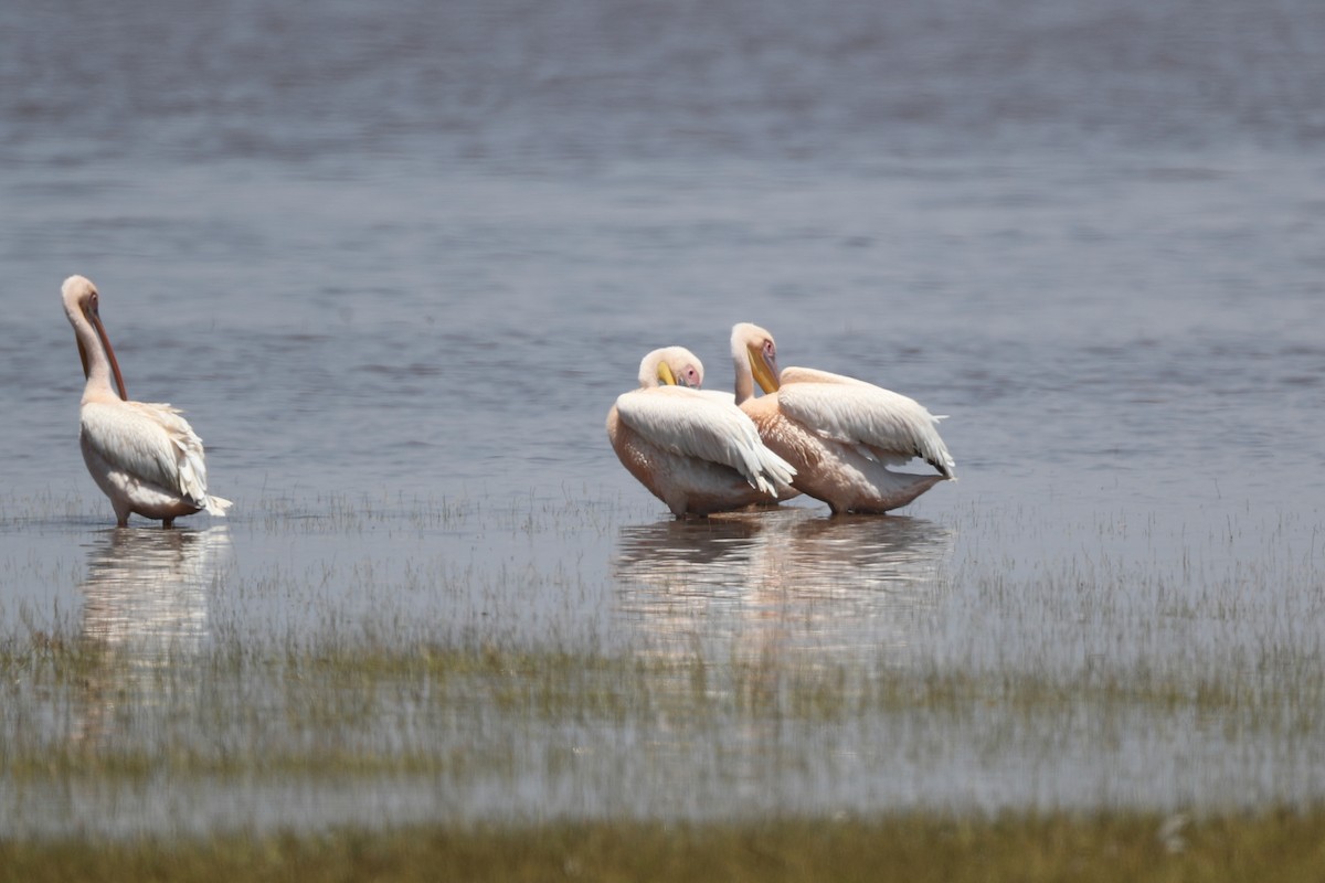 Great White Pelican - Ting-Wei (廷維) HUNG (洪)