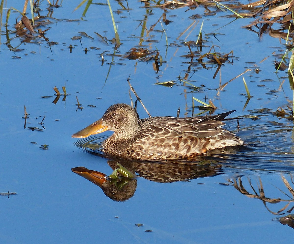 Northern Shoveler - Hilary Maguire