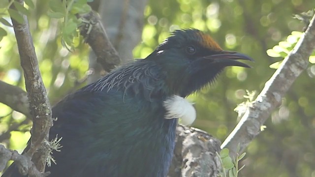 Mielero Tui - ML220219121