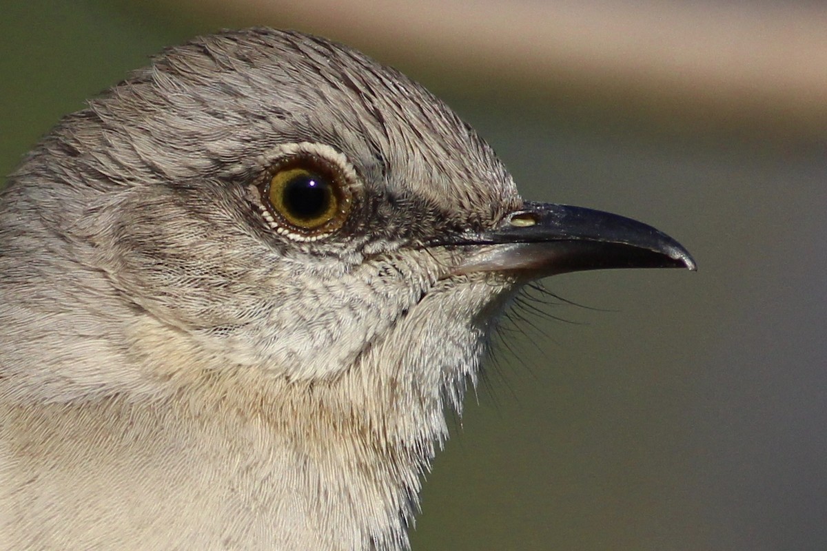 Northern Mockingbird - Charlotte Farrell