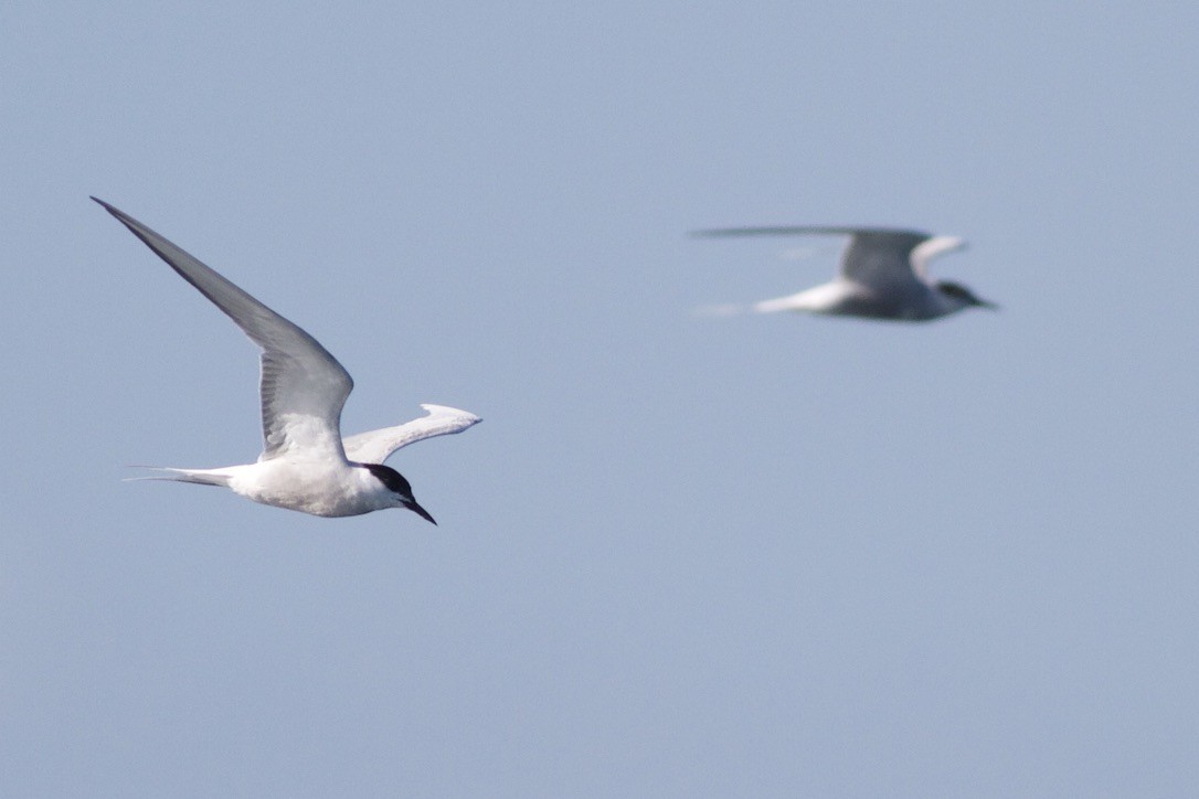 Common Tern (longipennis) - ML220220541