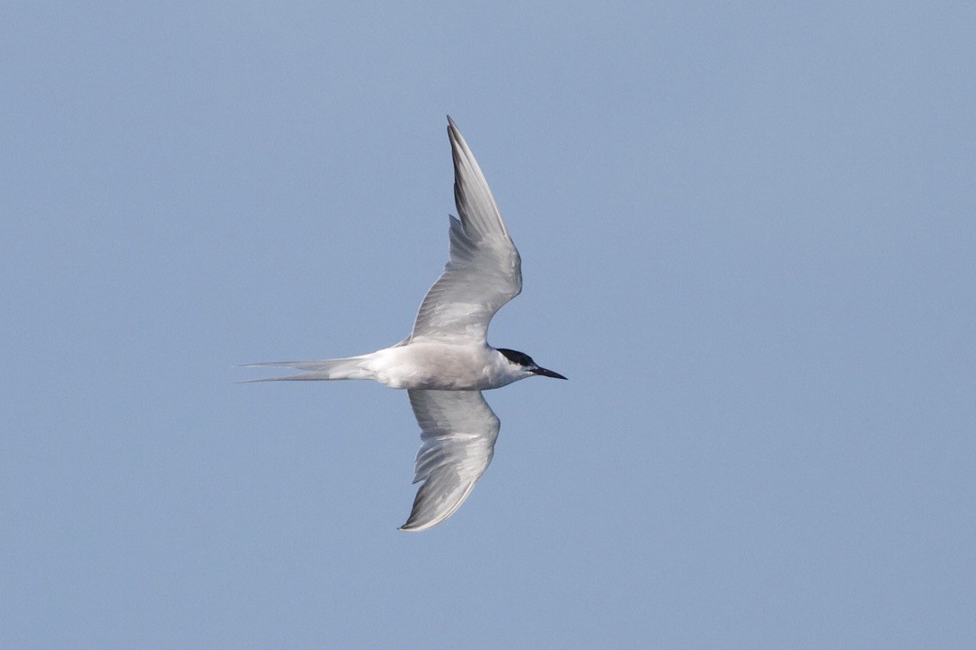 rybák obecný (ssp. longipennis) - ML220220551