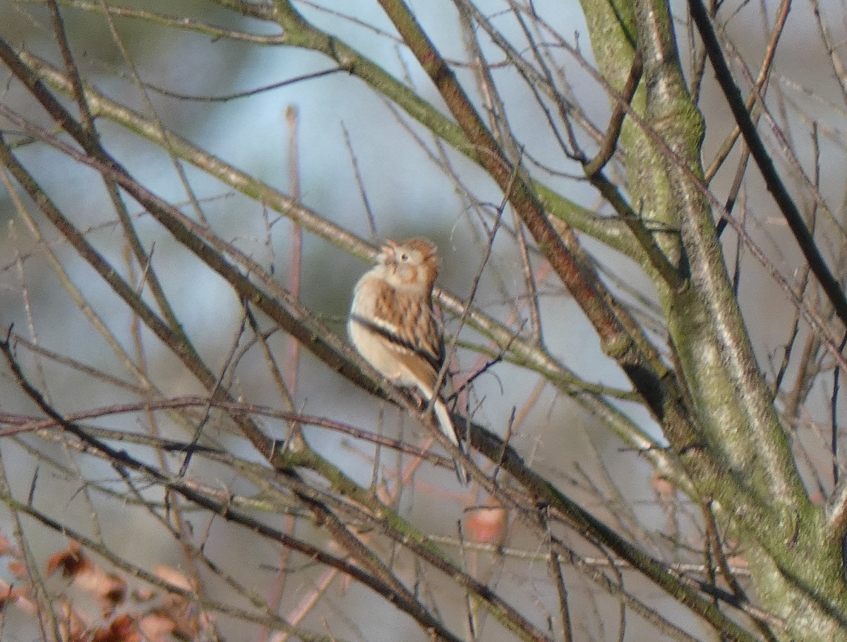 Field Sparrow - Richard  Zielinski