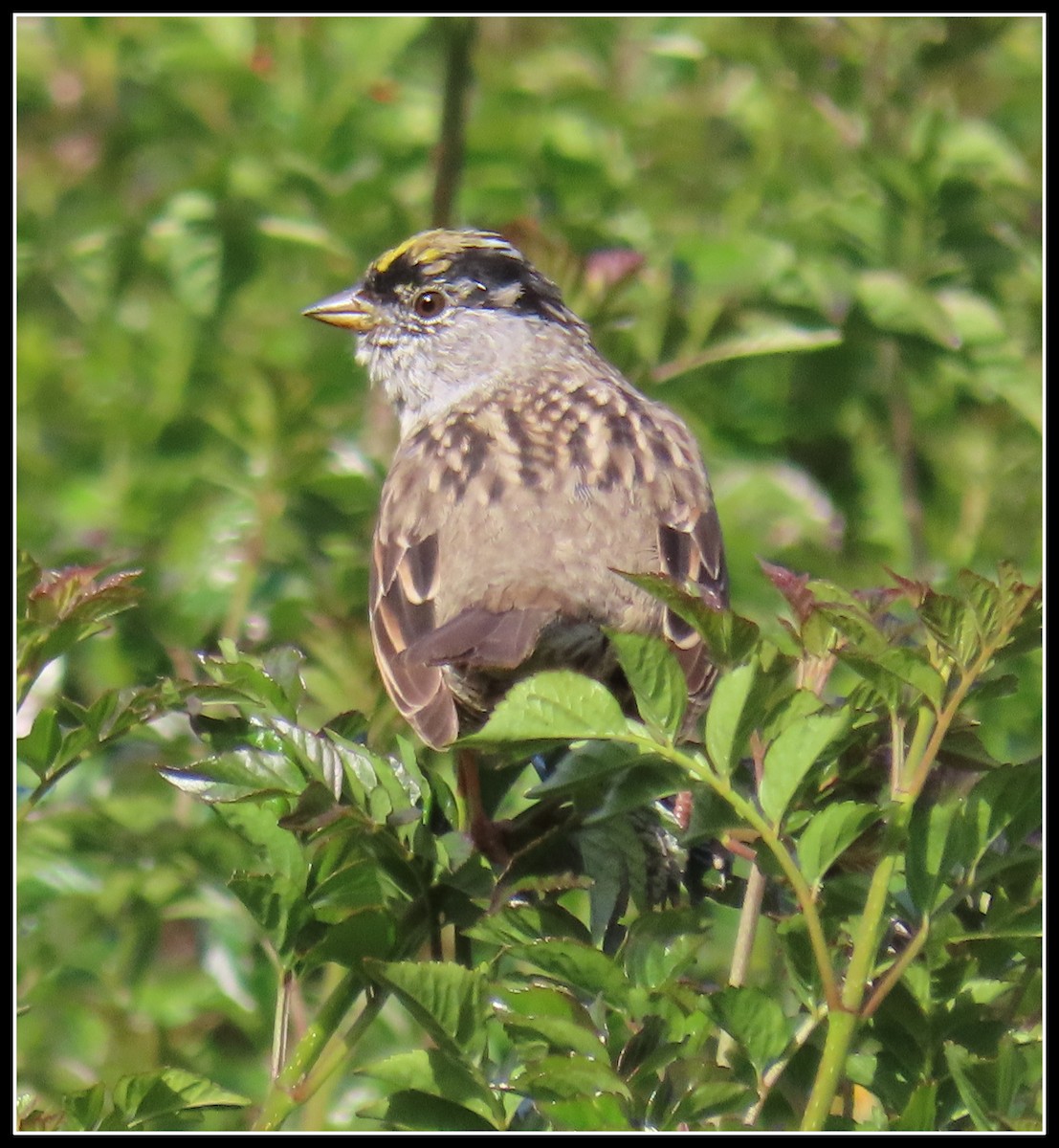 Golden-crowned Sparrow - ML220221311
