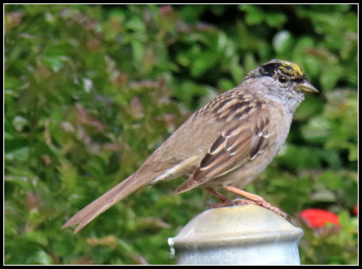 Golden-crowned Sparrow - ML220221321