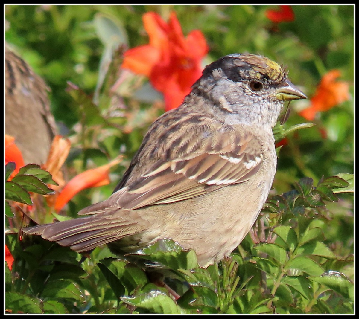 Golden-crowned Sparrow - ML220221331