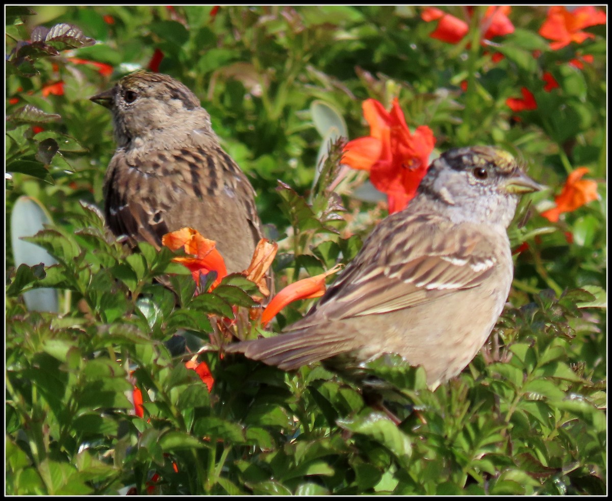 Golden-crowned Sparrow - ML220221361