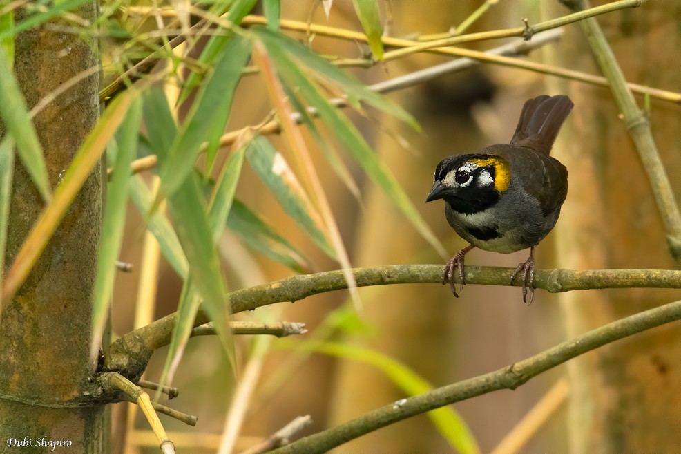 White-eared Ground-Sparrow - Dubi Shapiro