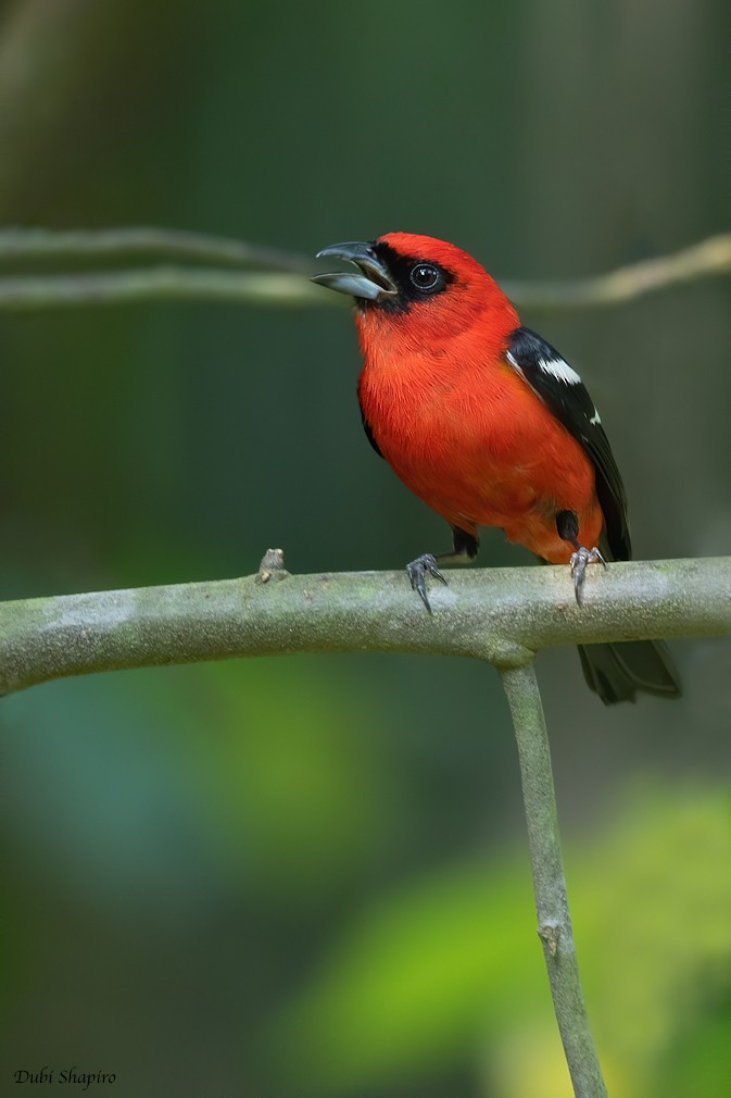 White-winged Tanager - ML220223161