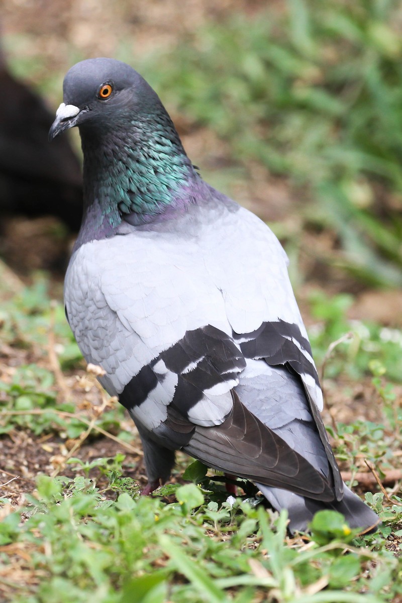 Rock Pigeon (Feral Pigeon) - Alex Lamoreaux