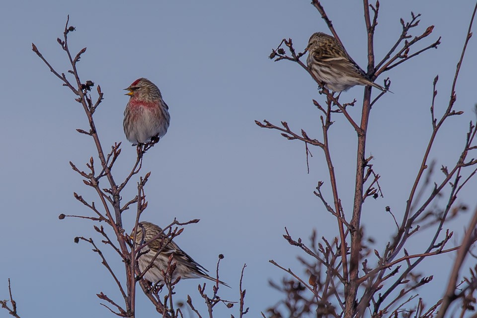 Redpoll (Common) - ML220226971