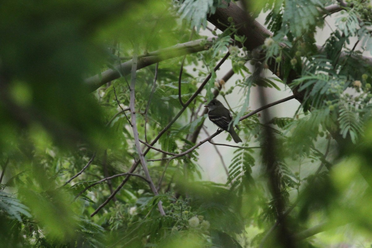 Acadian Flycatcher - ML220227081