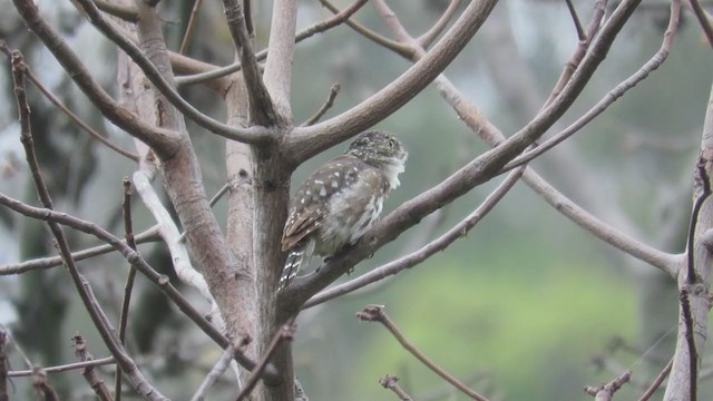 Peruvian Pygmy-Owl - ML220227461