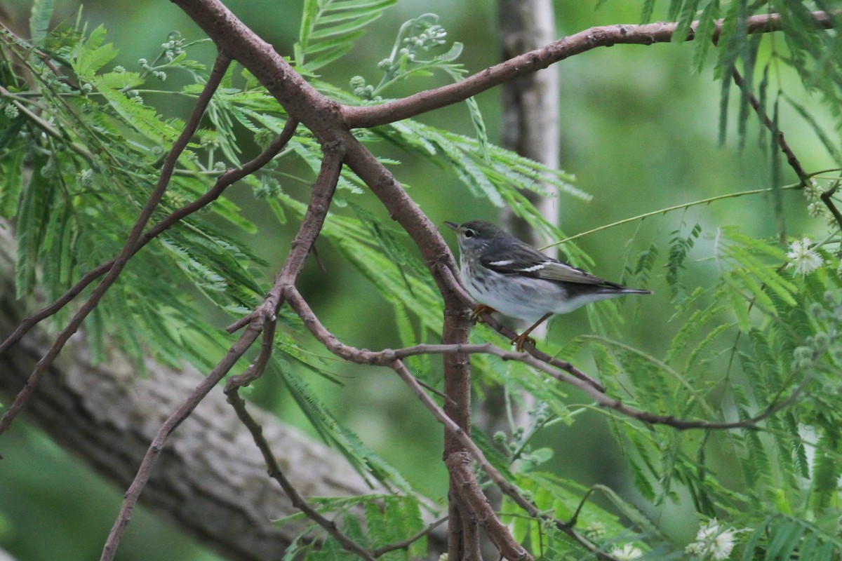 Blackpoll Warbler - Alex Lamoreaux