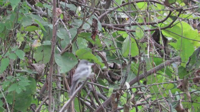 Tumbes Pewee - ML220227581