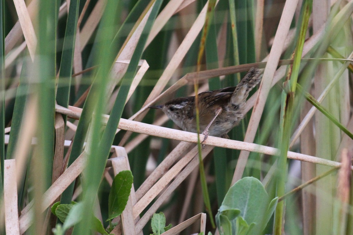 Marsh Wren - ML220227591