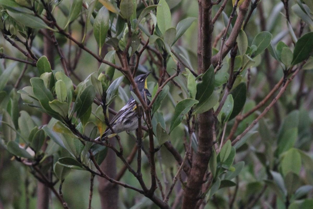 lesňáček žlutoskvrnný (ssp. auduboni) - ML220227661