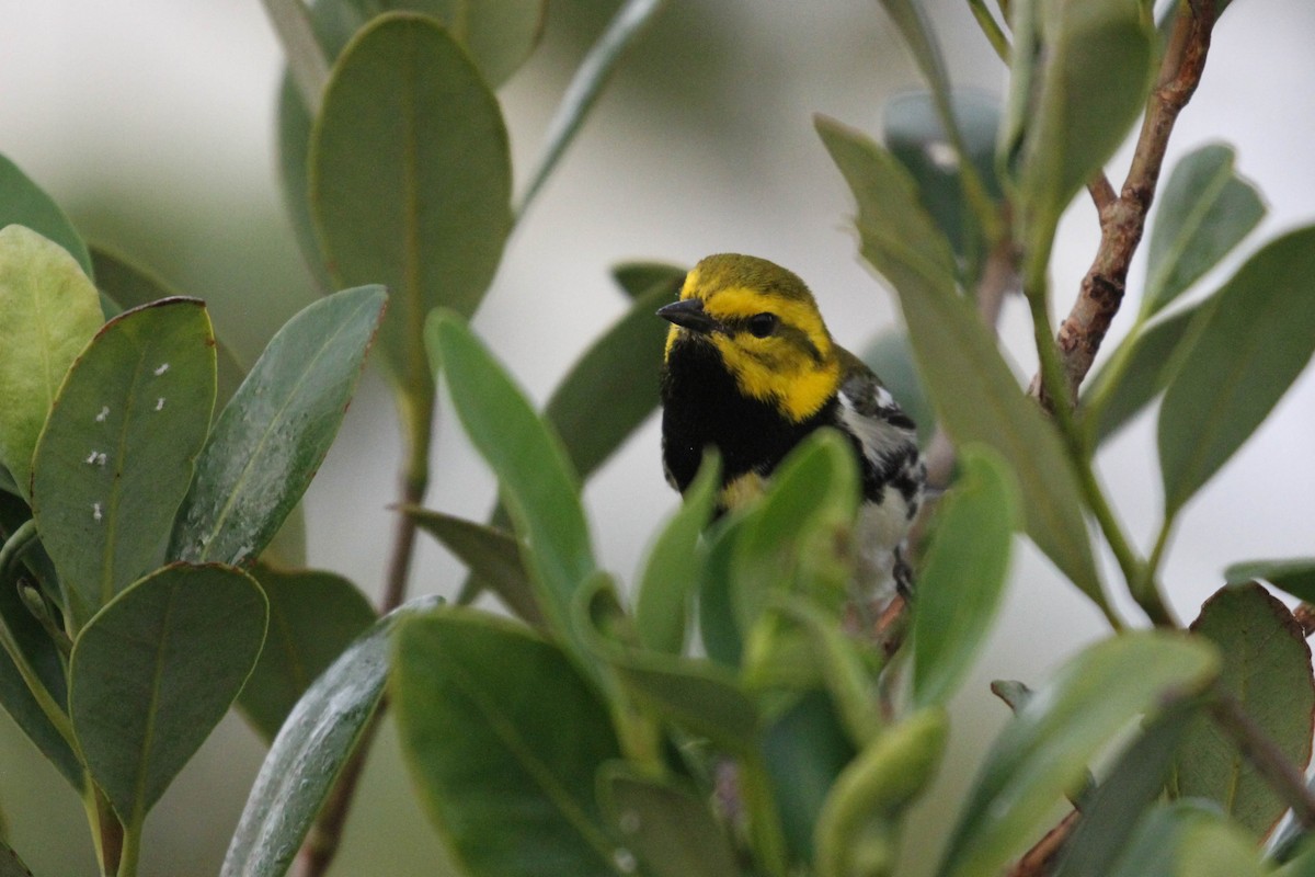 Black-throated Green Warbler - Alex Lamoreaux