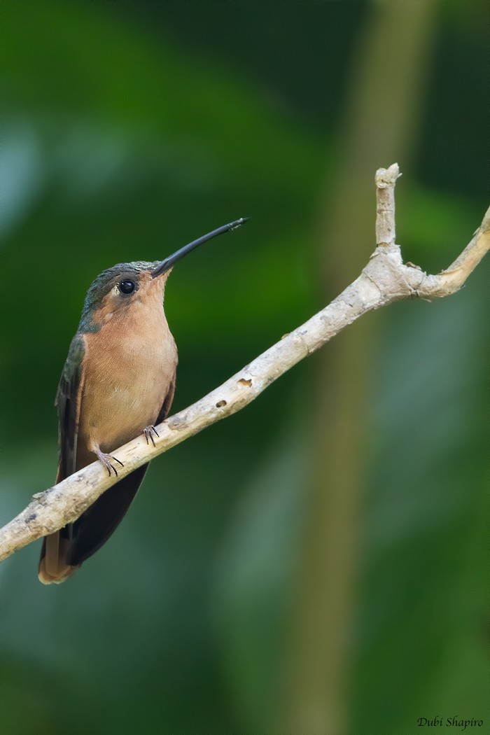 Rufous Sabrewing - Dubi Shapiro