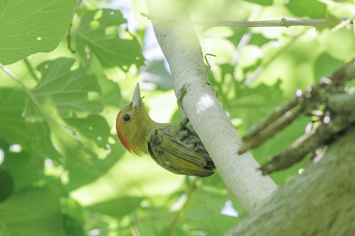 Bamboo Woodpecker - Wich’yanan Limparungpatthanakij