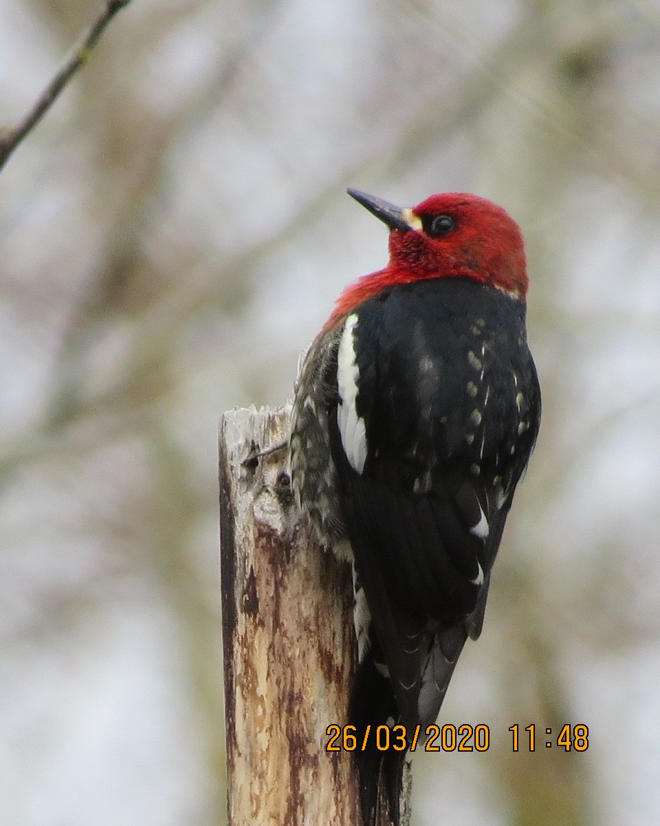 Red-breasted Sapsucker - ML220230221
