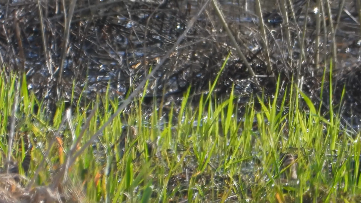 bekasina severoamerická - ML220230651