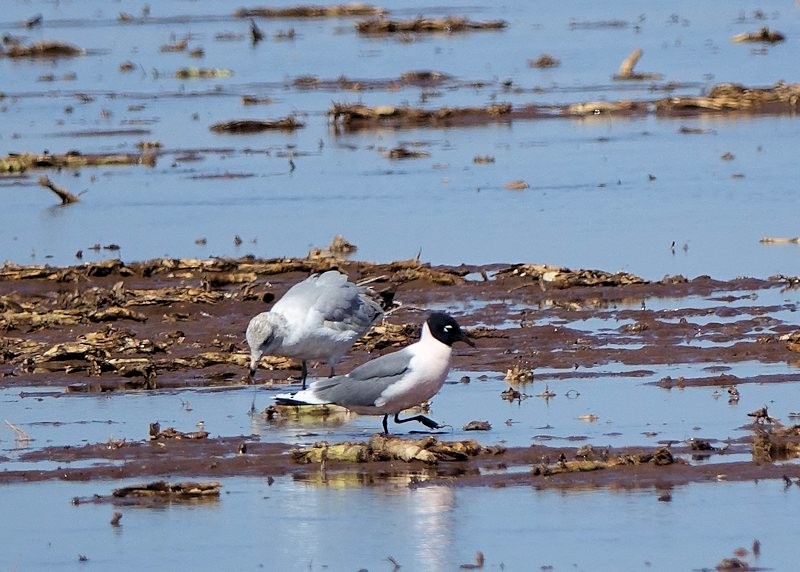 Franklin's Gull - ML220231691