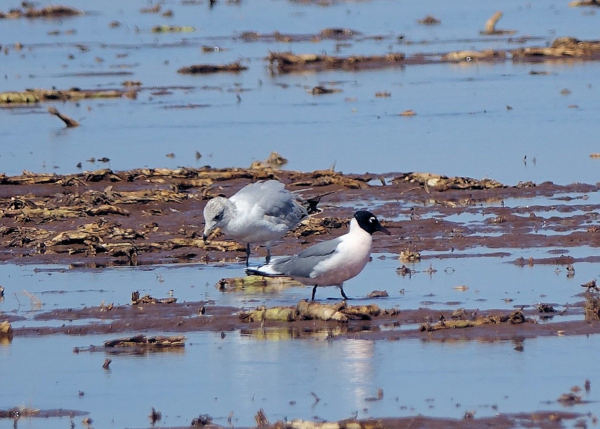 Franklin's Gull - ML220231721