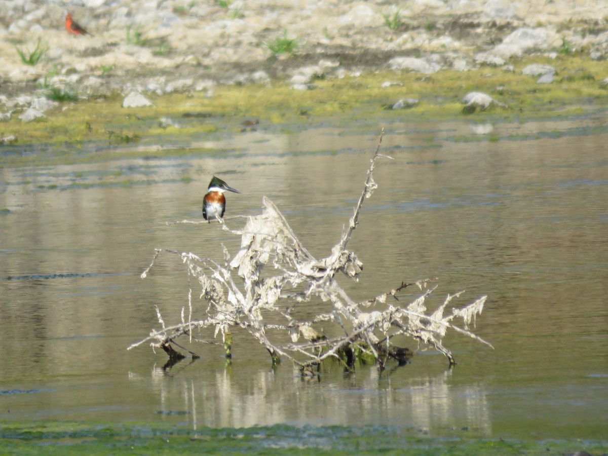 Green Kingfisher - Fernando Angulo - CORBIDI