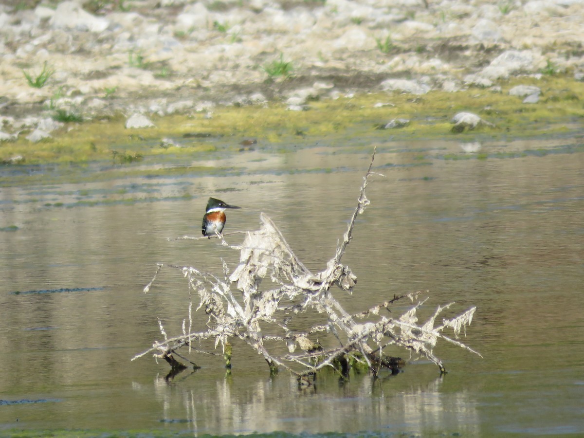 Green Kingfisher - Fernando Angulo - CORBIDI