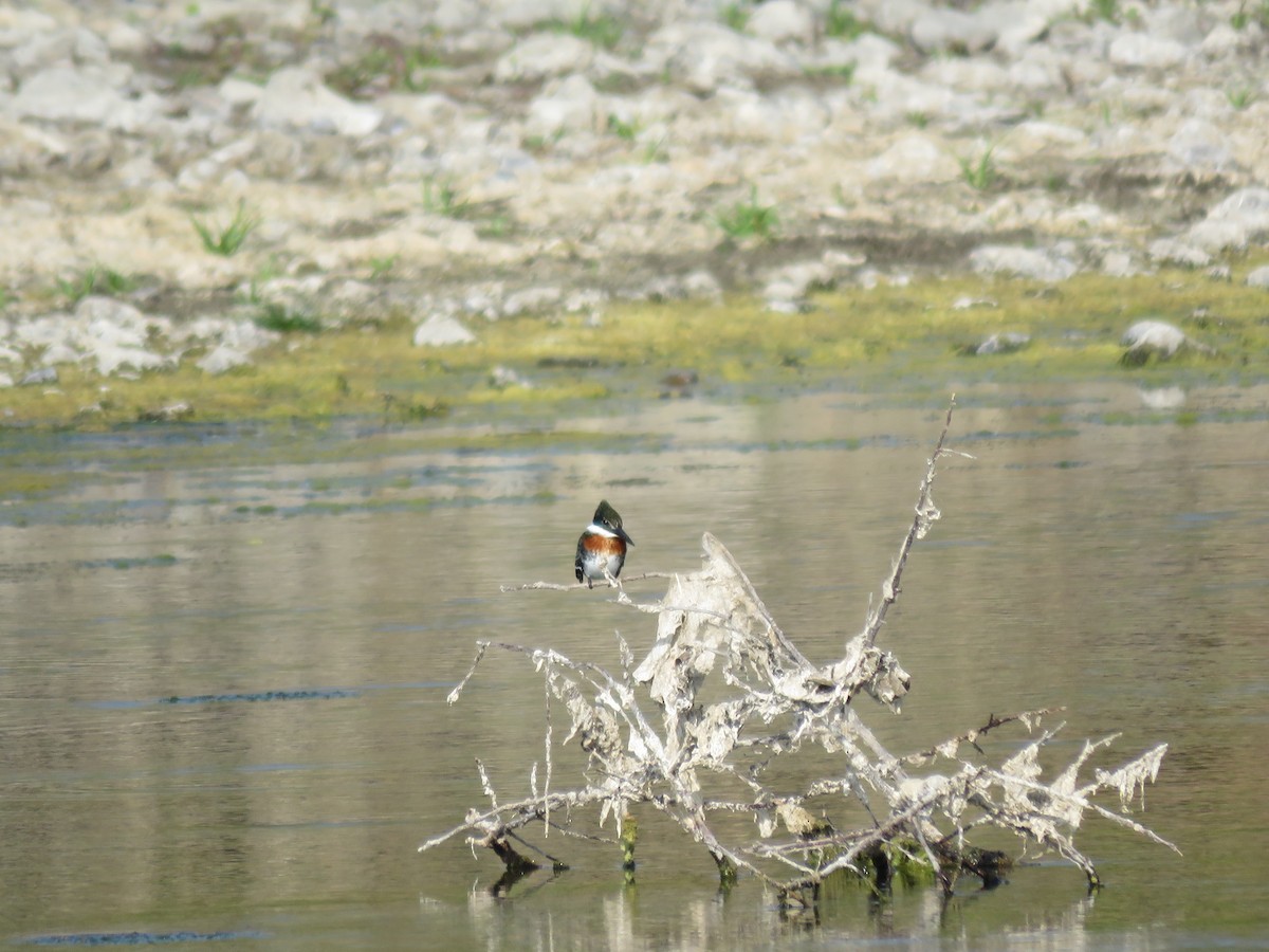 Green Kingfisher - Fernando Angulo - CORBIDI