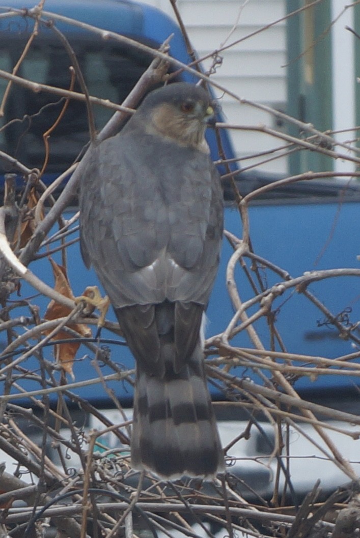 Sharp-shinned Hawk (Northern) - ML220235941