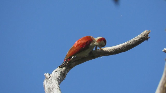 Scarlet-backed Woodpecker - ML220236671